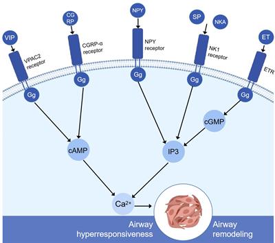 Potential cellular endocrinology mechanisms underlying the effects of Chinese herbal medicine therapy on asthma
